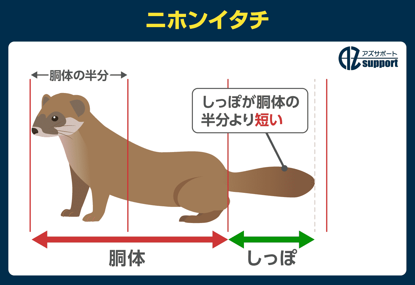 二ホンイタチの見分け方