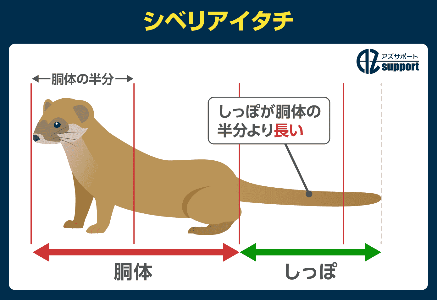 シベリアイタチの見分け方