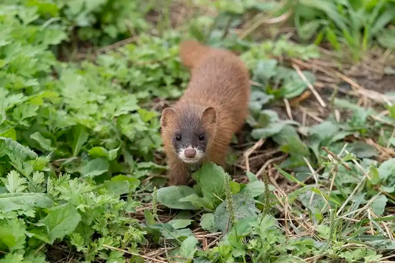 野生のイタチの生態、被害を解説