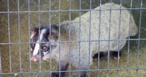 ハクビシンによる被害の対策方法とは？生態や効果的なグッズを徹底解説