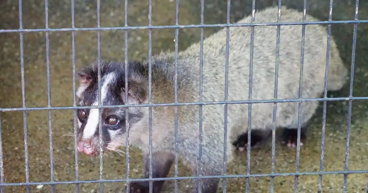 ハクビシンによる被害の対策方法とは？生態や効果的なグッズを徹底解説