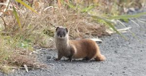タチの駆除方法とは?自分で行う方法や予防策、注意点を徹底解説