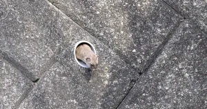 野生のイタチはどこに生息している?生態や特徴、適切な駆除方法を徹底解説