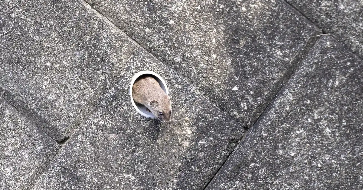 野生のイタチはどこに生息している？生態や特徴、適切な駆除方法を徹底解説