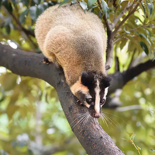 ハクビシン駆除
