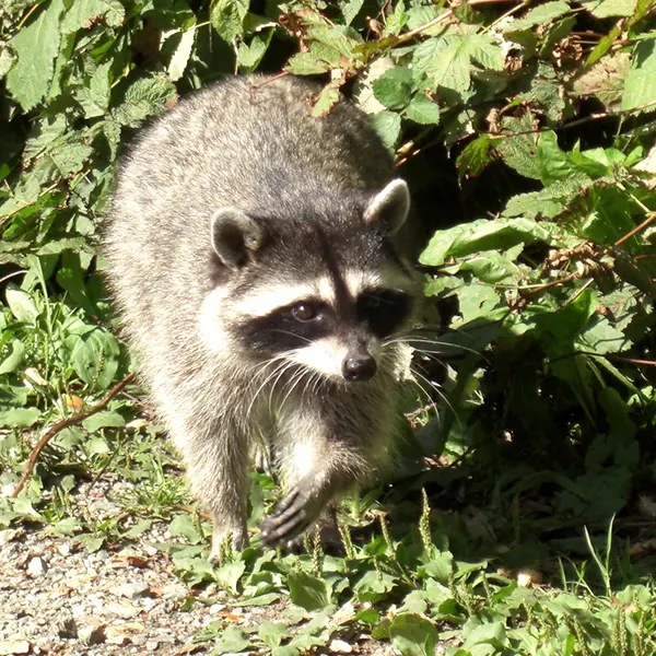 アライグマ駆除