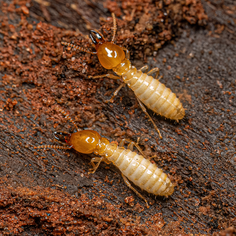 シロアリ駆除・予防