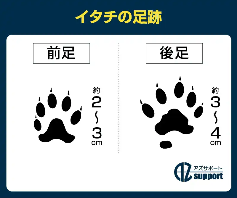 イタチの足跡