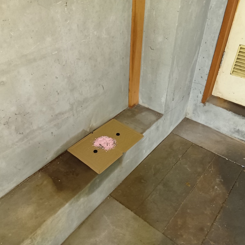 壁際に殺鼠剤を盛った粘着シートを設置