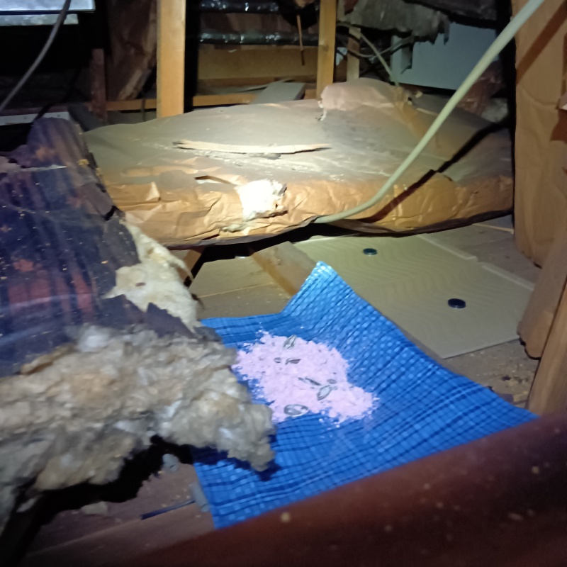 殺鼠剤と粘着シートを設置