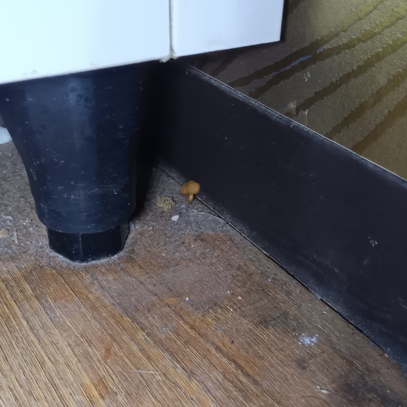 隅にベイト剤を設置