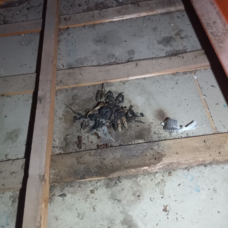 天井裏に溜まったフン