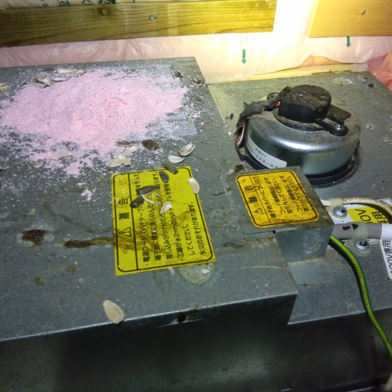 ネズミが殺鼠剤を食べたあと