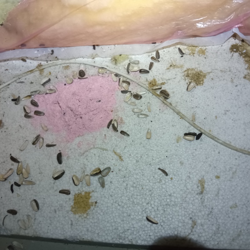 ネズミが殺鼠剤を食べたあと