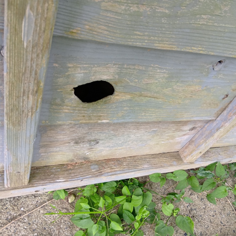 ネズミ駆除の施工事例（千葉県勝浦市）