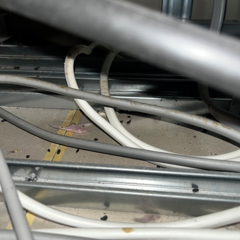 天井裏に残されたネズミのフン