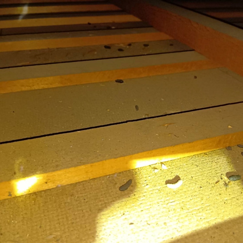 ネズミ駆除の施工事例（岐阜県岐阜市六条江東）