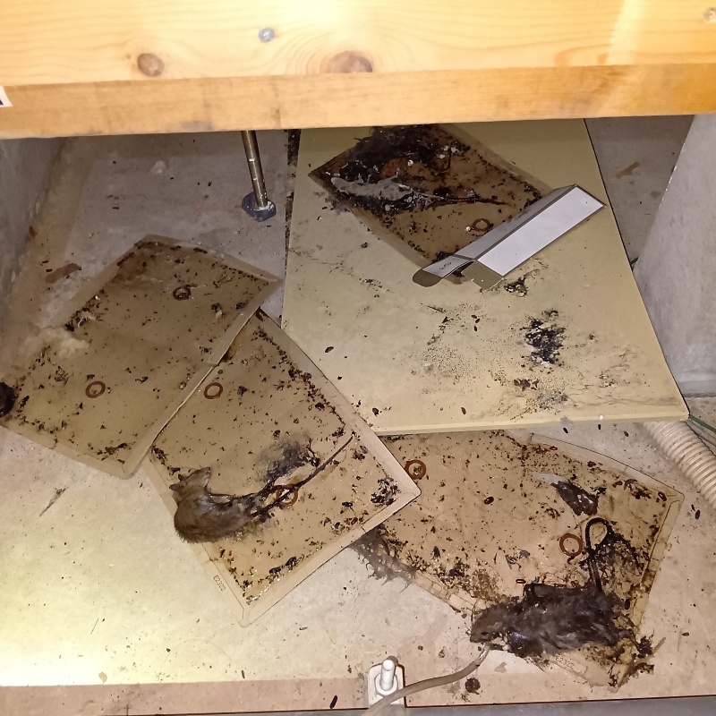 粘着シートにかかった複数のネズミの死骸