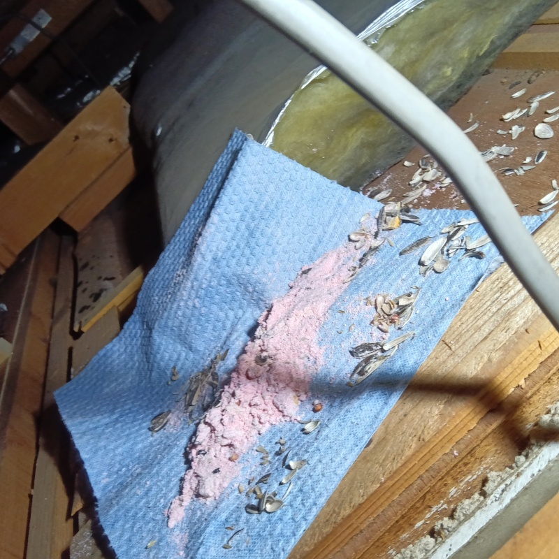 ネズミが殺鼠剤を食べたあと