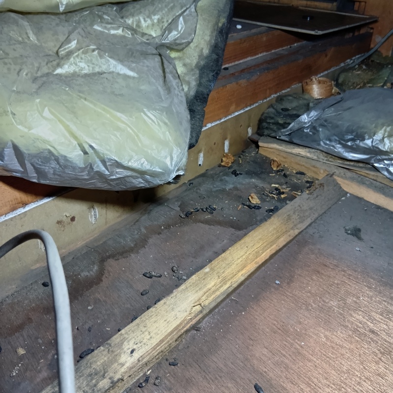 フン尿で汚れた屋根裏