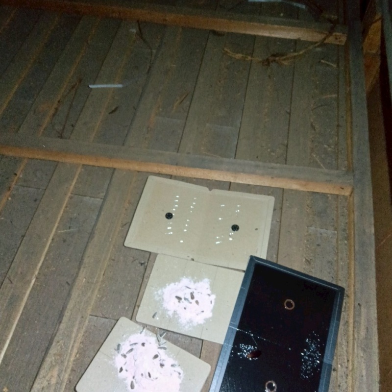 粘着シートの上に殺鼠剤を設置