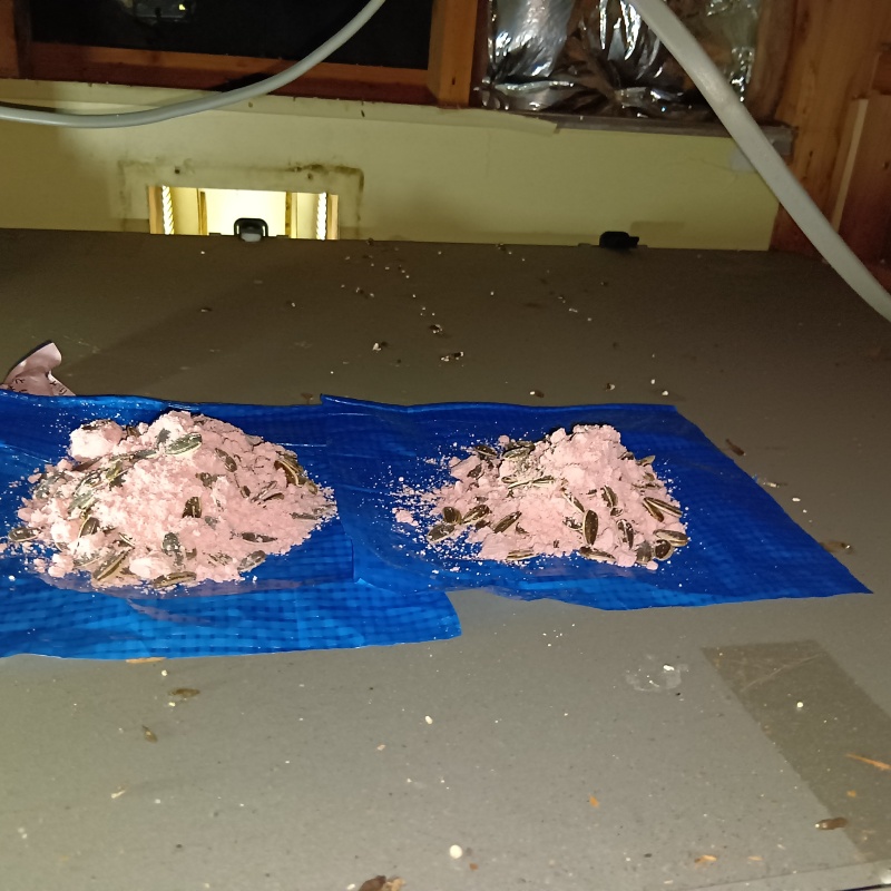 屋根裏に殺鼠剤を設置