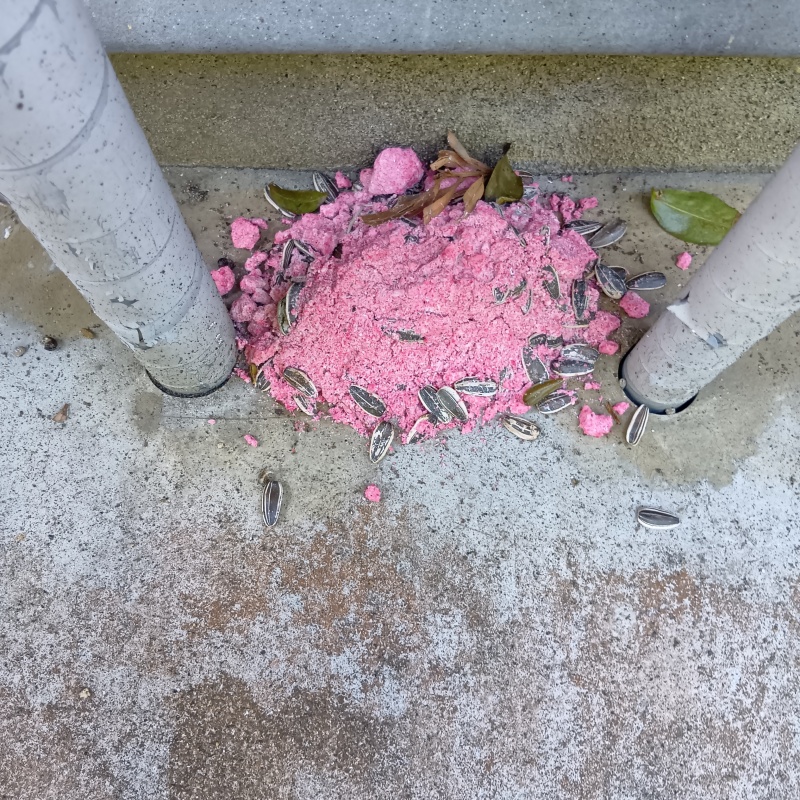 屋外の配管付近に殺鼠剤を設置