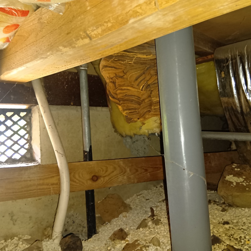 床下に作られた蜂の巣