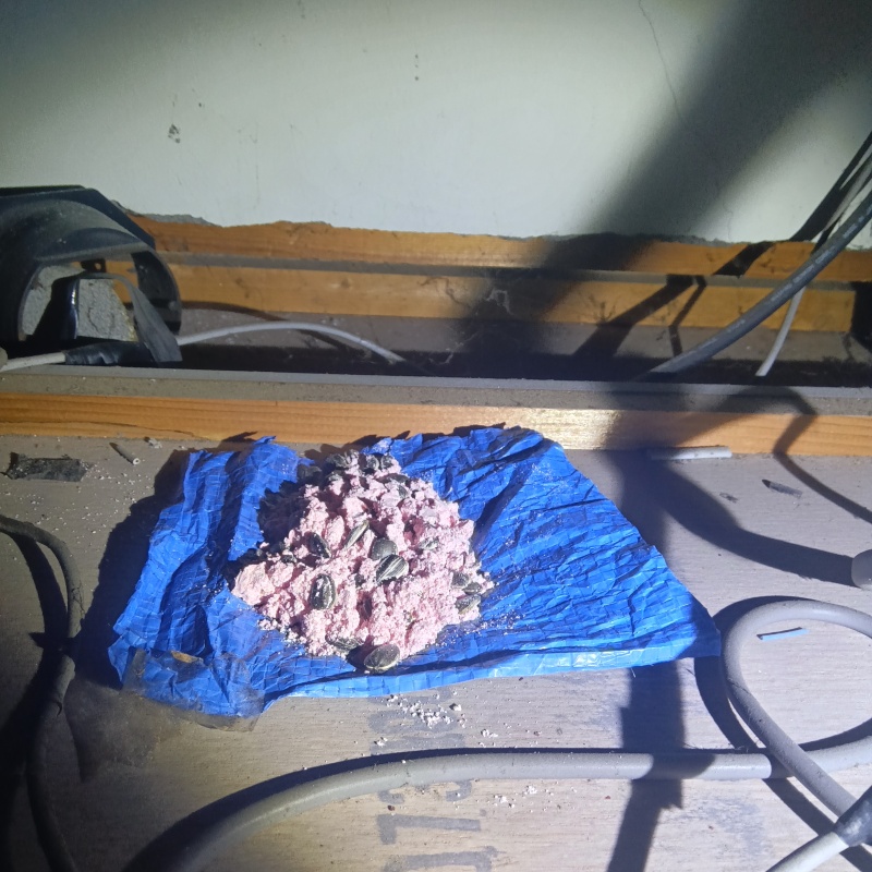 天井裏に殺鼠剤を設置