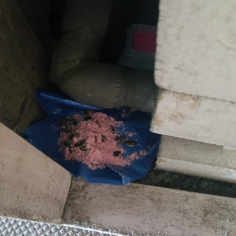 配管の近くに殺鼠剤を設置