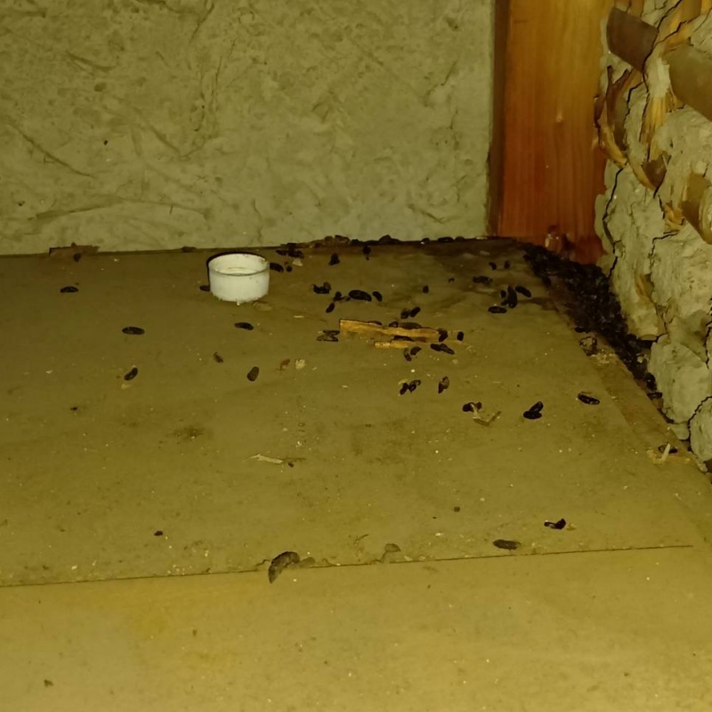 屋根裏に溜まったフン