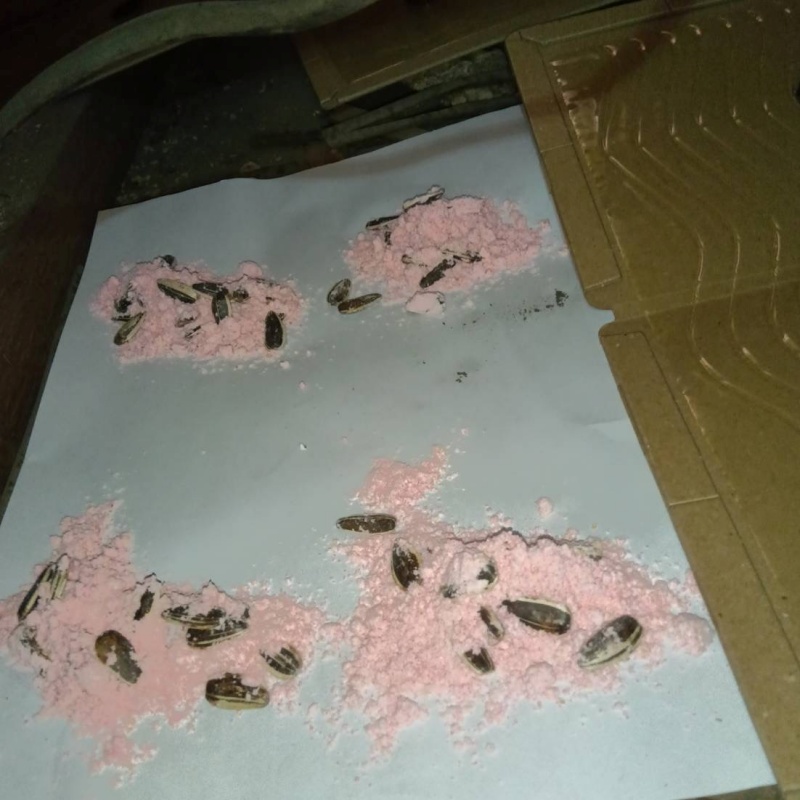 殺鼠剤と粘着シートを設置