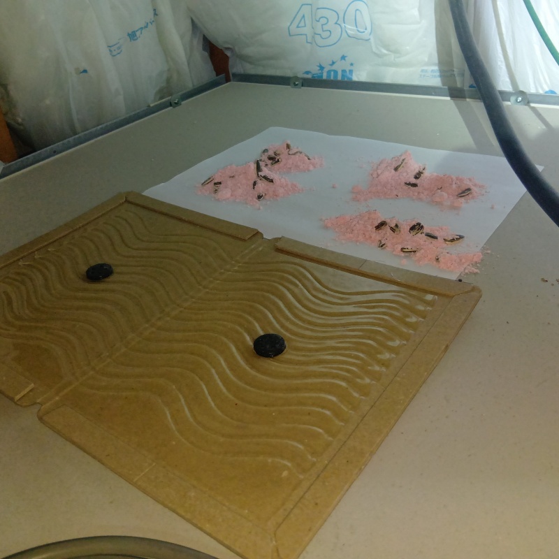 殺鼠剤と粘着シートを設置