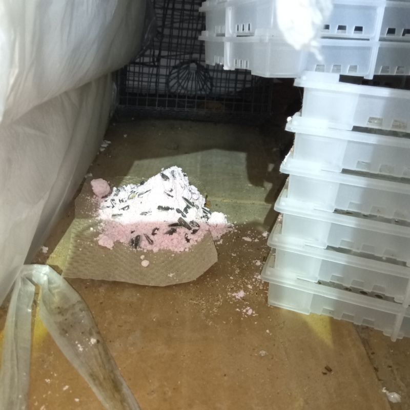 室内に殺鼠剤を設置