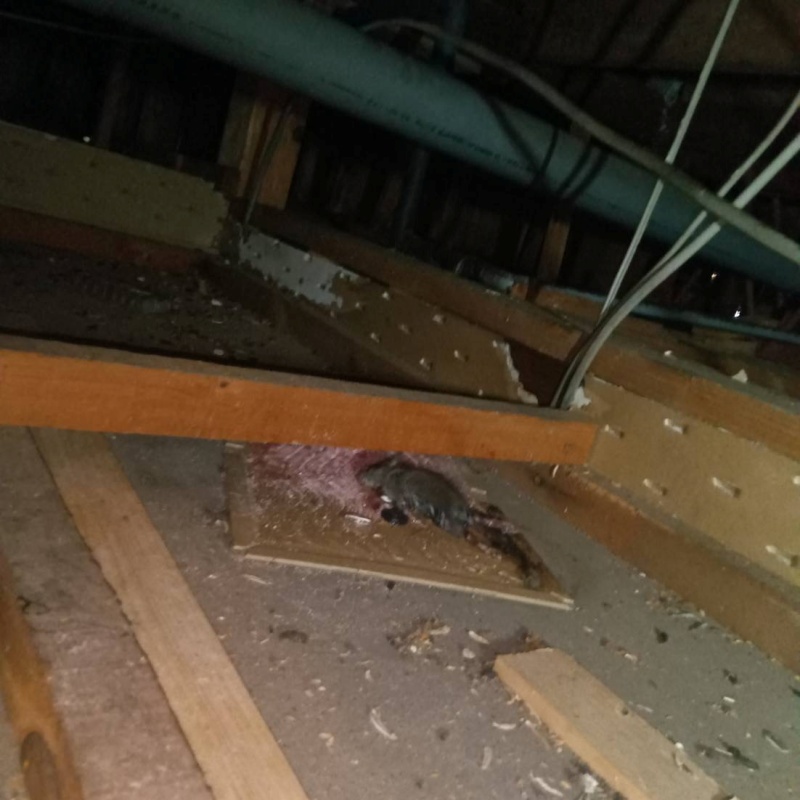 粘着シートにかかったネズミ