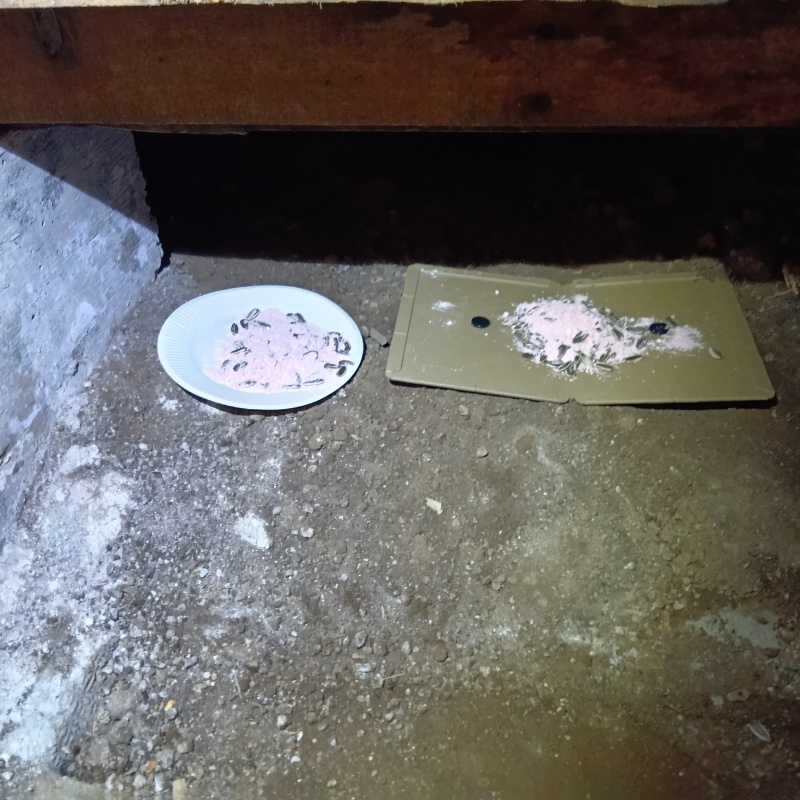 床下に殺鼠剤と粘着シートを設置