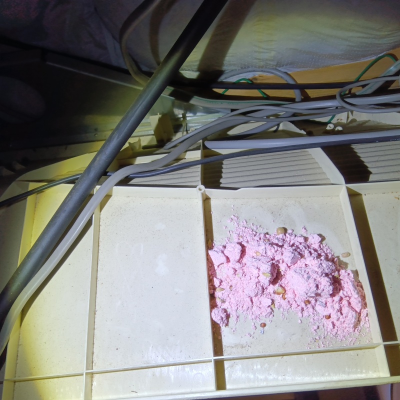 屋根裏に殺鼠剤を設置