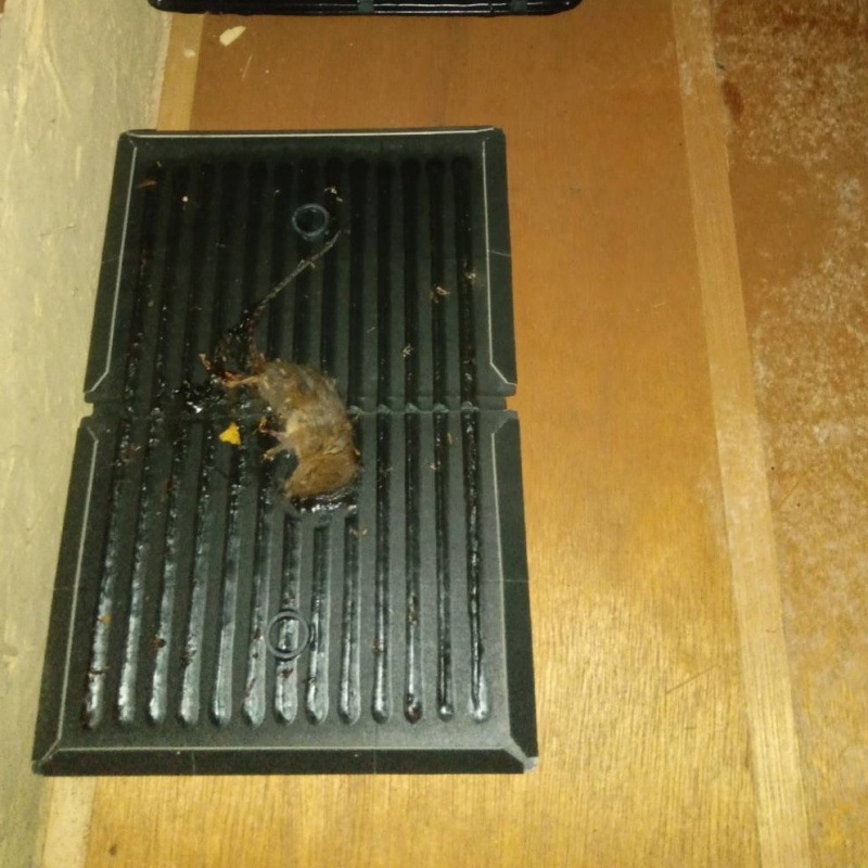 粘着シートにかかったネズミの死骸