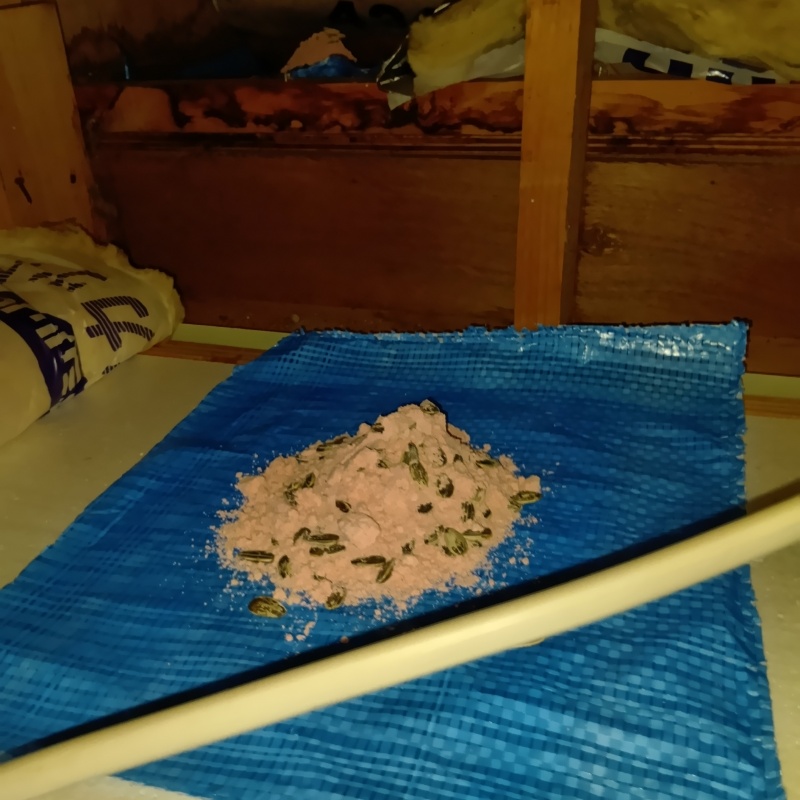 殺鼠剤を設置