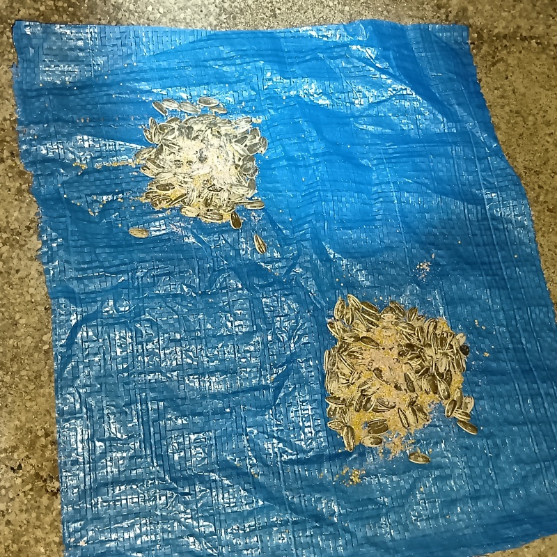 床下に殺鼠剤を設置