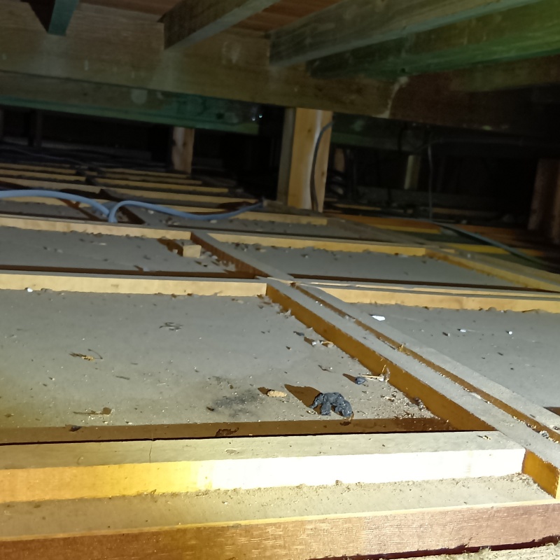 屋根裏に落ちていたフン