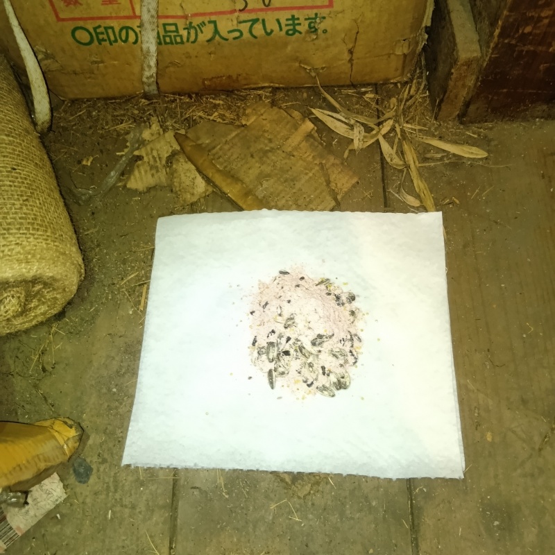 倉庫の床に殺鼠剤を設置