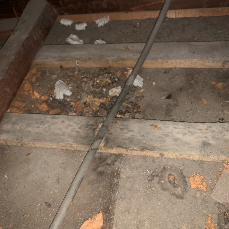 フン尿が溜まった屋根裏の床