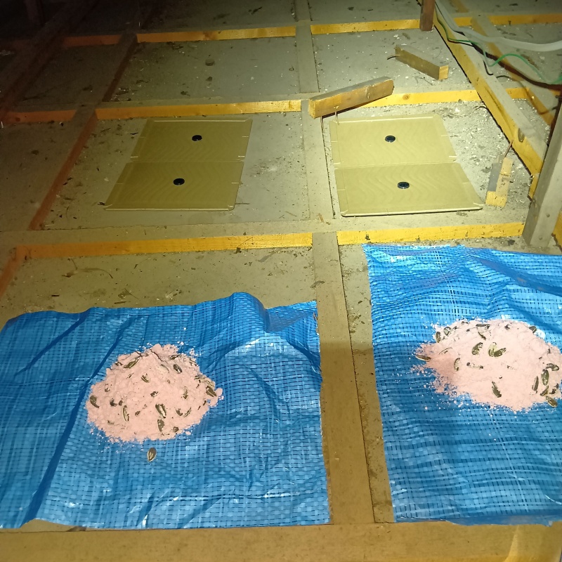 殺鼠剤と粘着シートを設置した様子