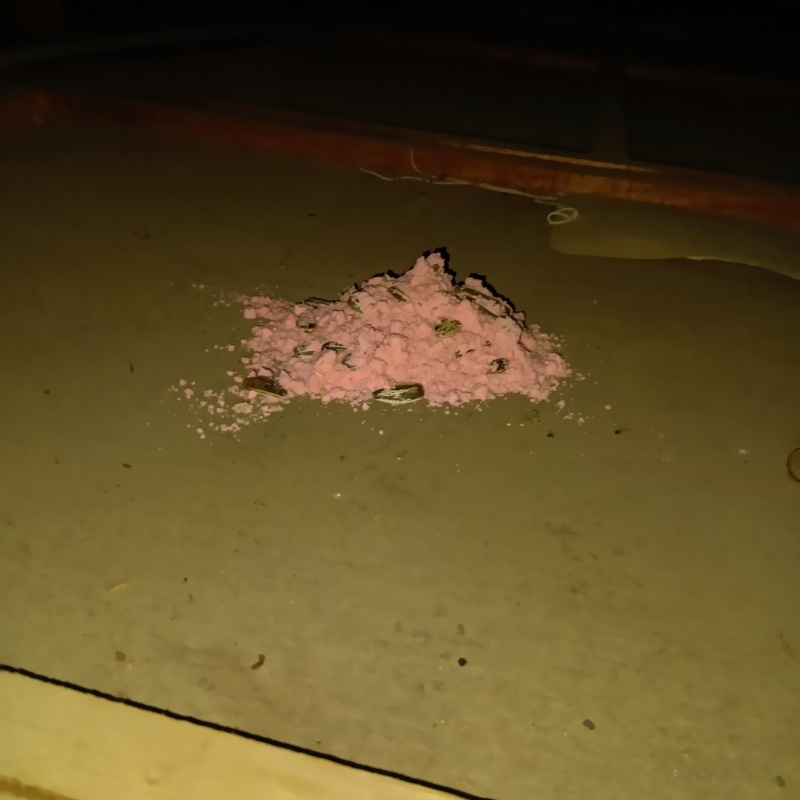 屋根裏に殺鼠剤を設置