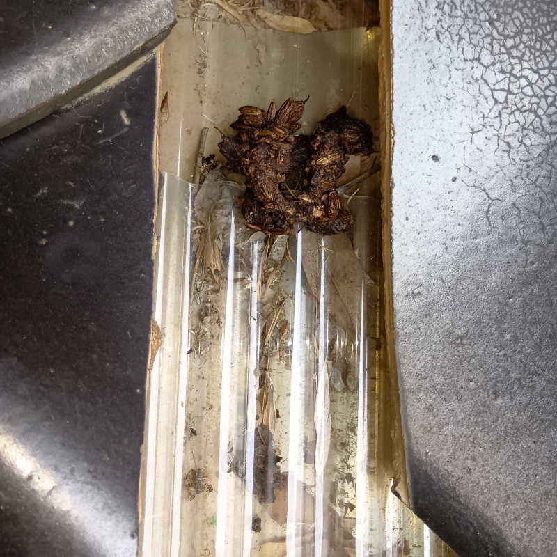 屋根に落ちていたフン