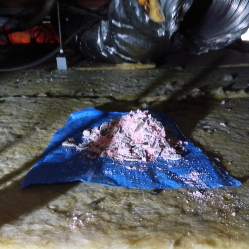 殺鼠剤を設置した様子