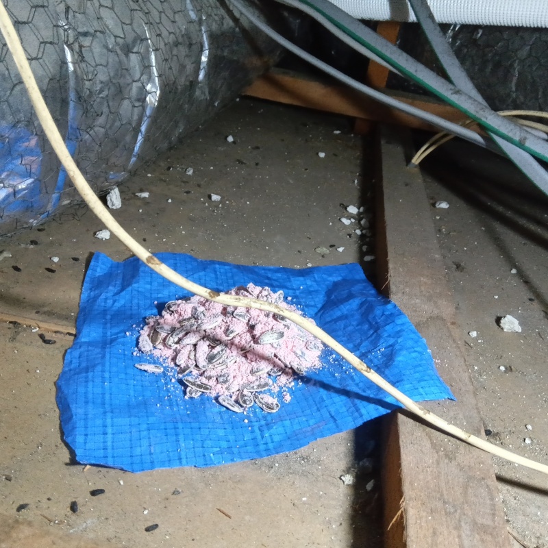 殺鼠剤を設置した様子