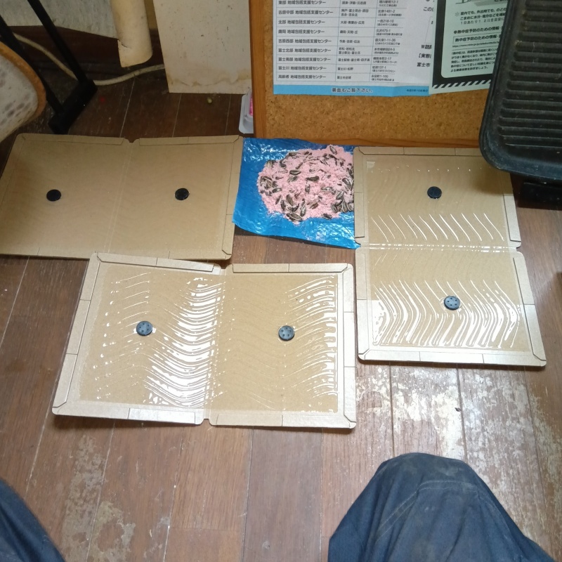 殺鼠剤のまわりに粘着シートを設置した様子