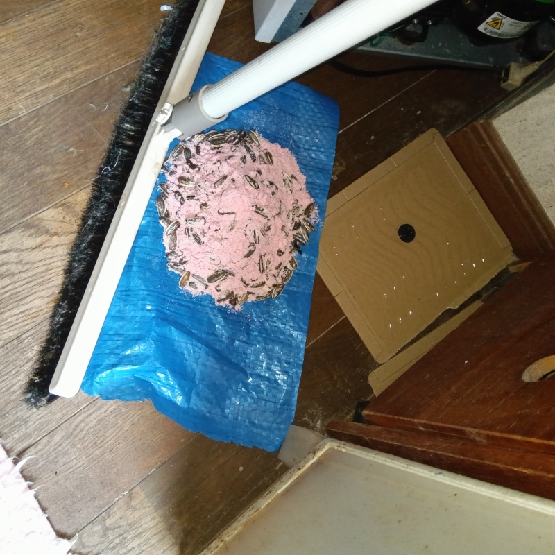 殺鼠剤と粘着シートを設置した様子